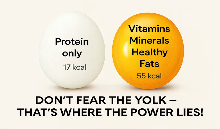 Infographic comparing egg white and egg yolk nutrition. On the left, a plain white egg labeled 'Protein only, 17 kcal.' On the right, a bright golden egg yolk labeled 'Vitamins, Minerals, Healthy Fats, 55 kcal.' At the bottom, bold text reads 'DON’T FEAR THE YOLK – THAT’S WHERE THE POWER LIES!