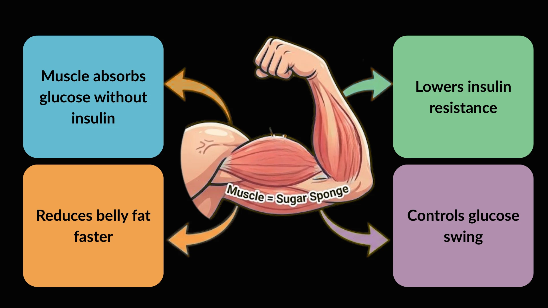 An educational infographic explaining how long does it take to reverse diabetes by building muscle. A flexing bicep labeled “Muscle = Sugar Sponge” is connected with arrows to benefits including glucose absorption without insulin, reduced insulin resistance, faster belly fat loss, and better control of blood sugar swings.