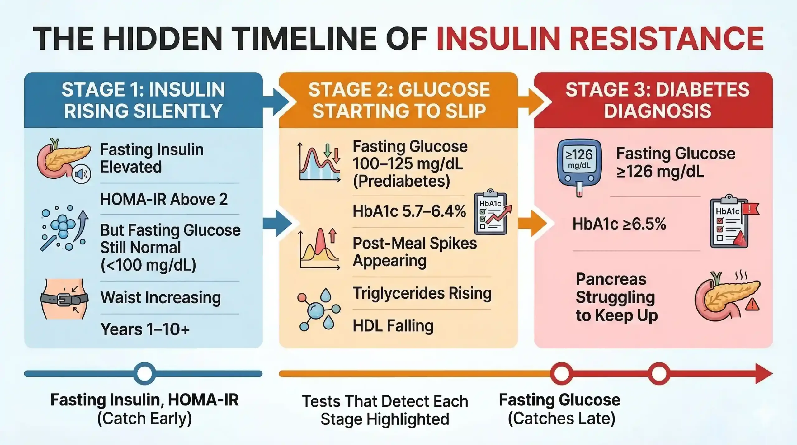 “The Hidden Timeline of Insulin Resistance” showing three progressive stages. Stage 1: “Insulin Rising Silently” — fasting insulin is elevated, HOMA-IR above 2, while fasting glucose remains normal (<100 mg/dL); waist size may increase over 1–10+ years. Stage 2: “Glucose Starting to Slip” — fasting glucose rises to 100–125 mg/dL (prediabetes), HbA1c reaches 5.7–6.4%, post-meal spikes appear, triglycerides increase, and HDL drops. Stage 3: “Diabetes Diagnosis” — fasting glucose ≥126 mg/dL, HbA1c ≥6.5%, and the pancreas struggles to keep up. Bottom timeline highlights that fasting insulin and HOMA-IR can detect issues early, while fasting glucose often detects the problem later.