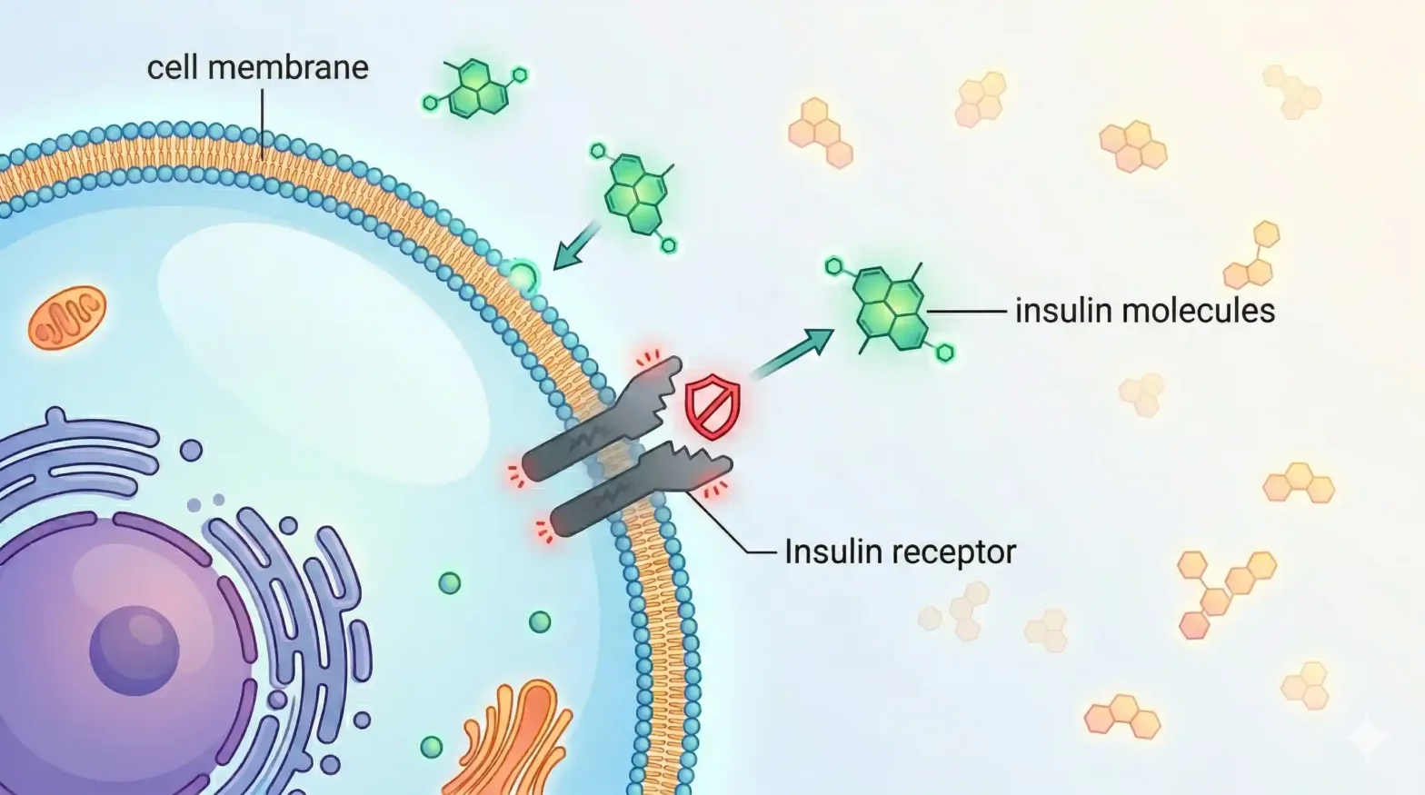 What Is Insulin Resistance? The Real Root Cause Behind Type 2 Diabetes