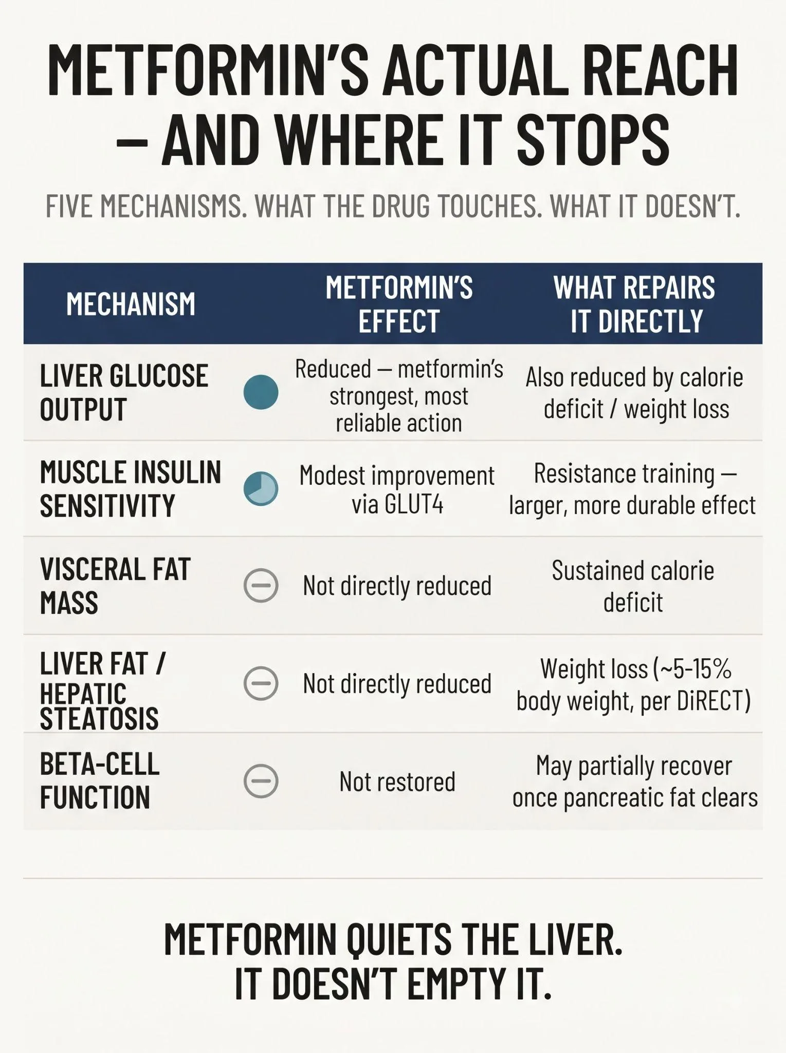 Infographic of five metabolic mechanisms, including liver glucose output, muscle insulin sensitivity, visceral fat, liver fat and beta-cell function, showing what metformin does and does not reach.